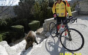 sortie mercredi  28 03 2018 RENCONTRE AVEC UN SYMPATHIQUE SANGLIER 